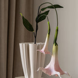Datura Stramonium Flower Pink