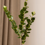Eucalyptus Green
