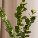 Eucalyptus Green