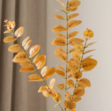 Eucalyptus Orange