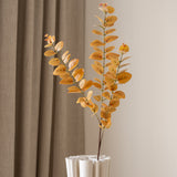 Eucalyptus Orange