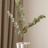 Eucalyptus White-Green