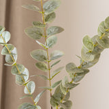Eucalyptus White-Green