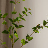 Eucalyptus Parvifolia Green