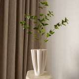 Eucalyptus Parvifolia Green