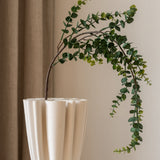 Eucalyptus Gunnii Green
