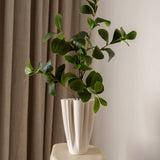 Ficus Tree Leaves