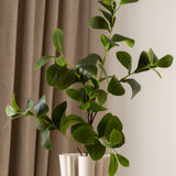 Ficus Tree Leaves
