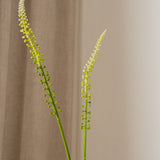 Foxtail Grass White