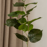 Hydrangea Leaves