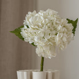 Hydrangea Flower White