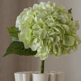 Hydrangea Flower Light Green