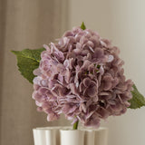 Hydrangea Flower Purple