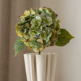 Hydrangea Flower Multicolor