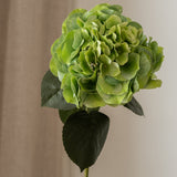 Hydrangea Flower Tall Green