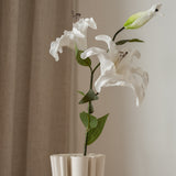 Lily Flower White