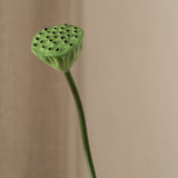 Lotus Seedpod Flower Small