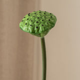 Lotus Seedpod Flower