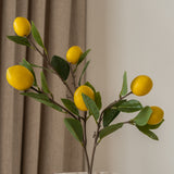 Lemon Fruit Tree Branch