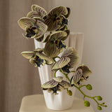 Orchid Flower