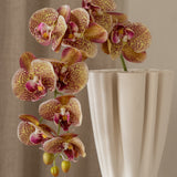 Orchid Flower