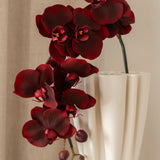 Orchid Flower Burgundy