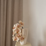 Orchid Flower Peach