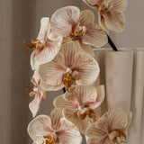 Orchid Flower Peach