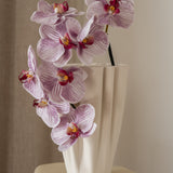 Orchid Flower Purple