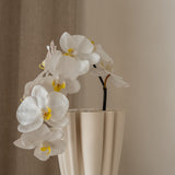 Orchid Flower White