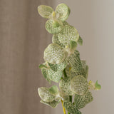 Orchid Flower Green