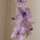 Orchid Flower Purple