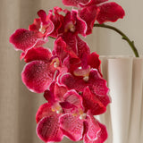 Orchid Flower Pink