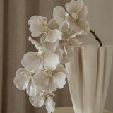 Orchid Flower White