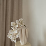 Orchid Flower White