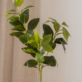 Osmanthus Leaf