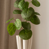 Plum Aralia Leaves