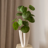 Plum Aralia Leaves
