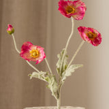 Poppy Flower Pink