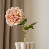 Peony Flower Dusty Pink