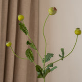 Poppy Pod