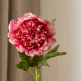 Peony Flower Pink