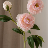 Peony Flower Pink