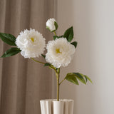 Peony Flower White