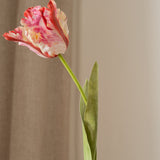 Parrot Tulip Flower Light Pink
