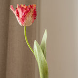 Parrot Tulip Flower Pink