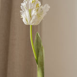 Parrot Tulip Flower White