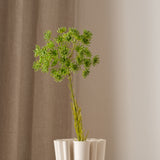 Queen Anne's Lace Flower Green