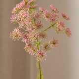 Queen Anne's Lace Flower Pink