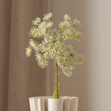 Queen Anne's Lace Flower White